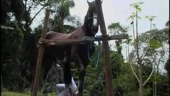 Chicks filmed handling massive horse cocks