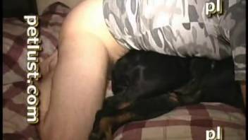 Attractive ebony canine copulates with a dirty bestiality lover on the bed