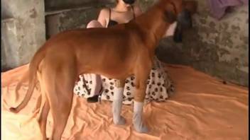 Attractive canine is pounding this hottie's mouth and dripping vagina