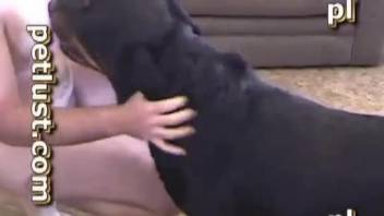 Black retriever anally fucks a horny zoophile in close-up shot
