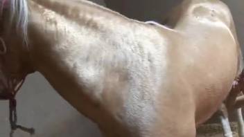 Cropped-hair hottie gets pounded by a hugely endowed stud