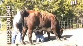 Brave farmer decided to pound his own bull under the baking sun