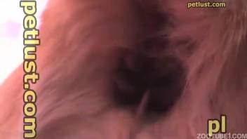 Divine canine intimate scene on the couch with a grimy obese man