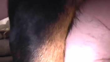 Skilled black Rottweiler penetrated my spouse from behind in doggy position