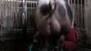 Nasty swine slams a thick-bootied babe in doggy position
