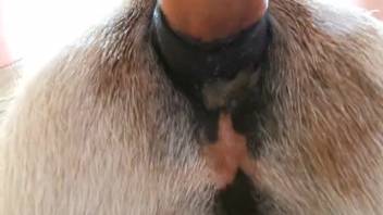 Rancher screws his adorable pet in the doggy position