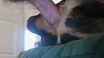 Nice to see how fat hairy dick impales tight anus of a doggy
