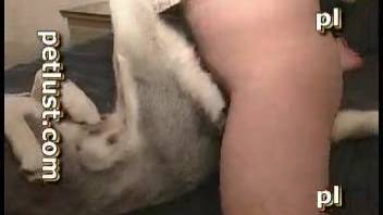 Zoophile guy tenderly screws his charming husky dog in missionary position