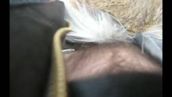 Guy with stiff cock penetrates his cute pet in doggy style