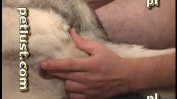 Genuine guy and his beautiful Husky enjoy incredible homemade animal encounter