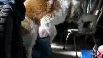Massive skilled Labrador penetrated a hot bestiality enthusiast from behind in canine position