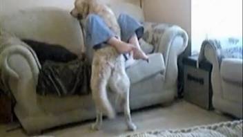 Hot canine banging a curvy vixen in torn denim