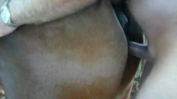 Farmer with hard boner sticks his prick in horse's tight anus