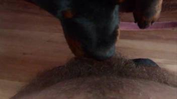 Hot juvenile Doberman tongues and fellates my erection in point-of-view animal sex