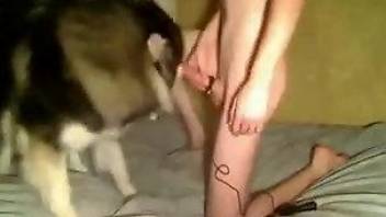 Stunning spotted doggy gets nicely drilled in the bedroom