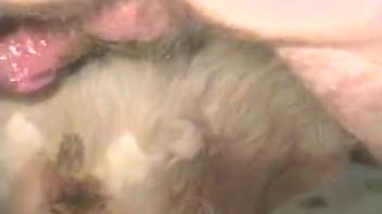 Furry guy with stiff cock skillfully pounds a horny chick in doggy style