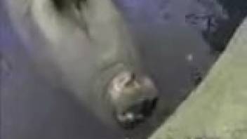 Displaying the bull's snug rectal opening from a fresh perspective you've never encountered before