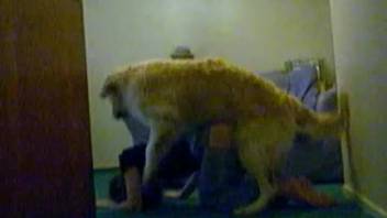 Massive Labrador pounds the snug entrance of a veiled youthful hottie