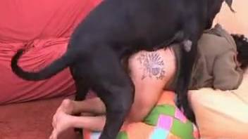 Inked chubby bestiality fan and massive ebony canine enjoy epic fucking