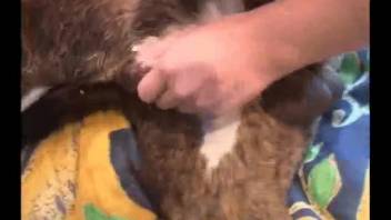 Blonde babe with huge tits enjoys her debut canine fuck fest