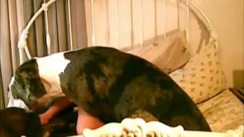 Attractive gray spotted canine with novice animal enthusiast in DIY bestiality video