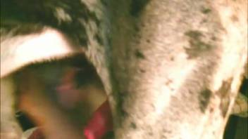 Canine penetrates female in rear and vagina during doggy position