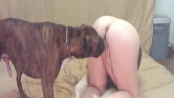 Grey hound and big-tit babe fuck in doggy style pose on the floor