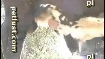 Hot guy banging an even hotter cow in an outdoor adult film