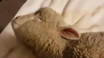 Sheep with a sexy hole gets fucked by a hung stud