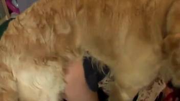 Wild animal enthusiast and alluring Labrador in epic beastly encounter