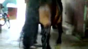 Buff stud with a massive dick pounds a filly from the rear