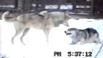 Hot she-wolves having wild outdoor sex action
