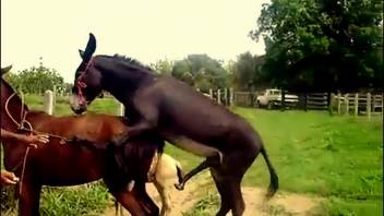 Collection of the steamiest beast-to-beast mating scenes