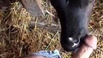 Dude's cock gets licked by a very sexy cow in POV