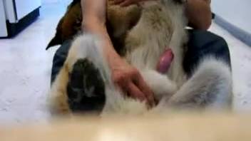 Guy boastfully displaying his canine's dick on webcam