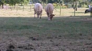 Wild cows banging insanely in the outdoors, savoring rough intercourse