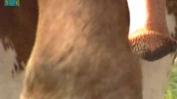 Massive equine cock dangling sends aroused dude wild