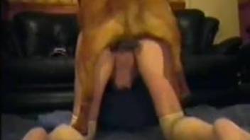 Stockings-clad housewife taking a brown dog's big cock