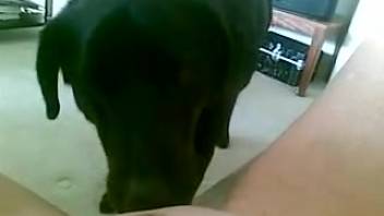 Shaved pussy hottie being tongued by a lustful canine
