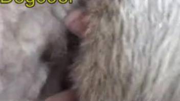 Aroused guy makes his dog screw a hot sheep