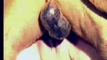 Canine with large testicles penetrates older woman roughly