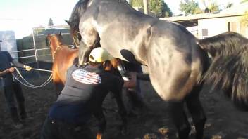 Brown mare getting power-fucked by a black stallion