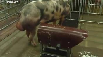 Two pigs fucking like crazy in a hot zoo video