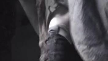 Guy's anus is brutally destroyed by an enormous horse penis