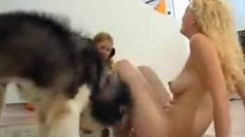 Aroused females engaging in intense penetration in a explicit animal-themed adult video