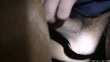 Extreme close-up of guy banging horse in the rear