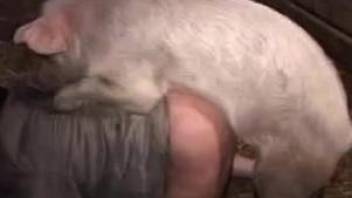 Pig plowing a dude's tight asshole in the barn