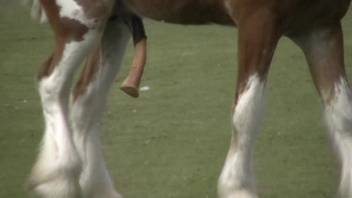Relaxed flirting by a guy with his stud horse