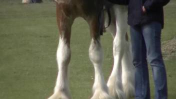 Voyeur-style bestiality porn video with a stallion