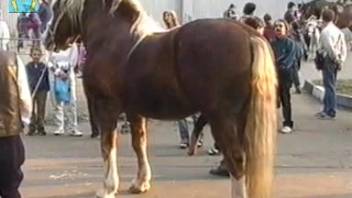Aroused stud flaunting his massive cock openly